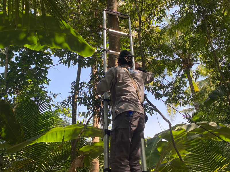 Teknisi menggelar kabel jaringan udara di bawah rindangnya pepohonan